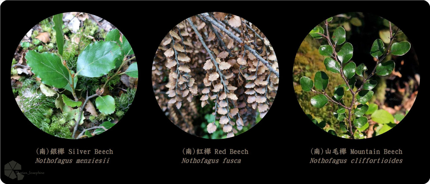 新西兰南岛一日游,新西兰南岛旅游地图