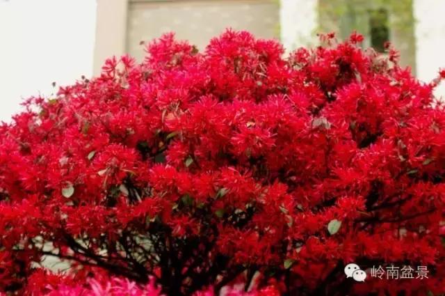 檵木小老桩盆景,檵木盆景图片大全