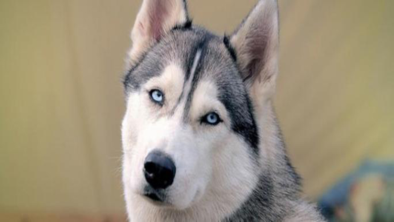 哈士奇掉毛吗有体味吗,哈士奇掉毛排在第几名