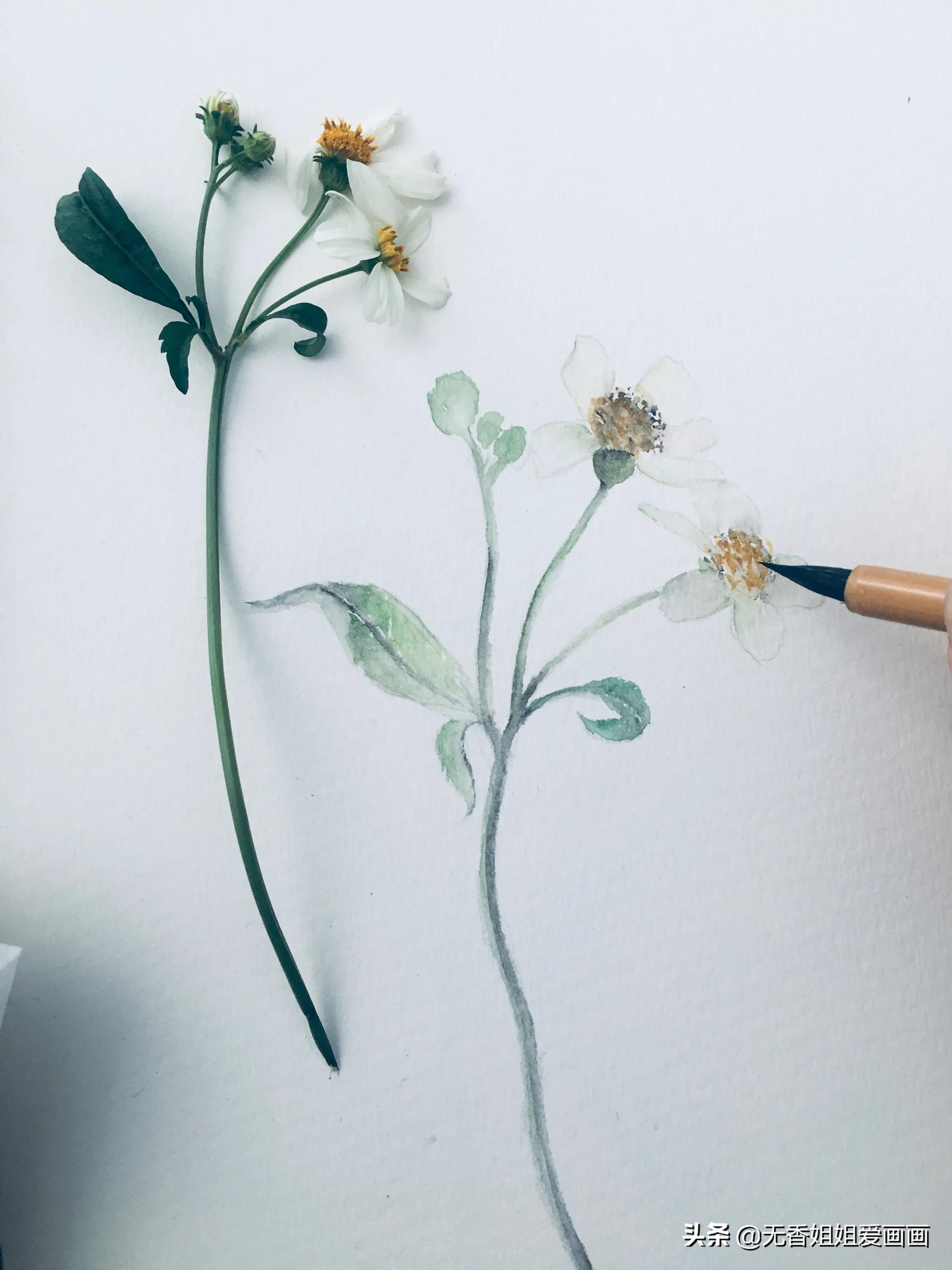 用水彩画简易草,水彩野花绘画