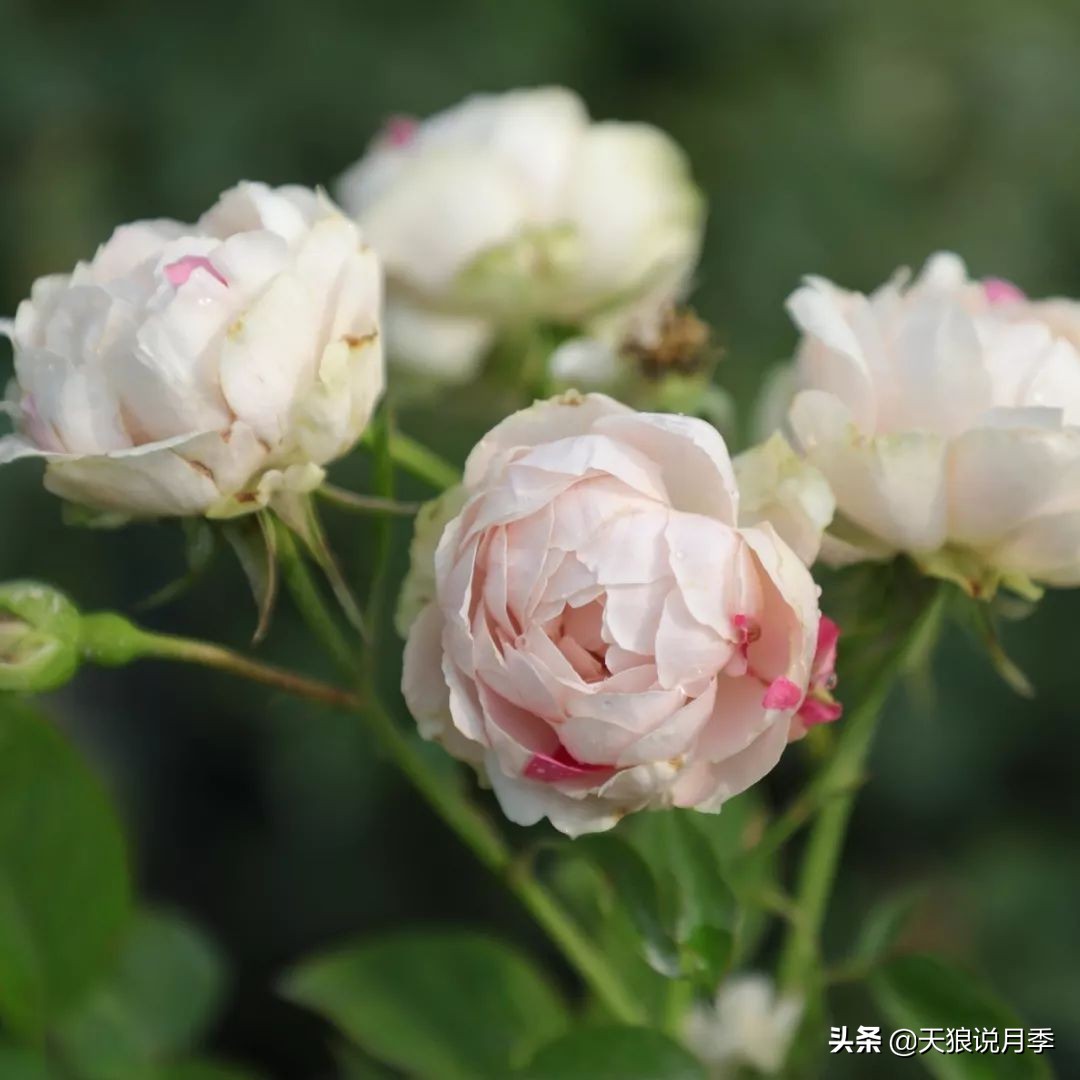 四月最浪漫的蔷薇花,最浪漫的四月花