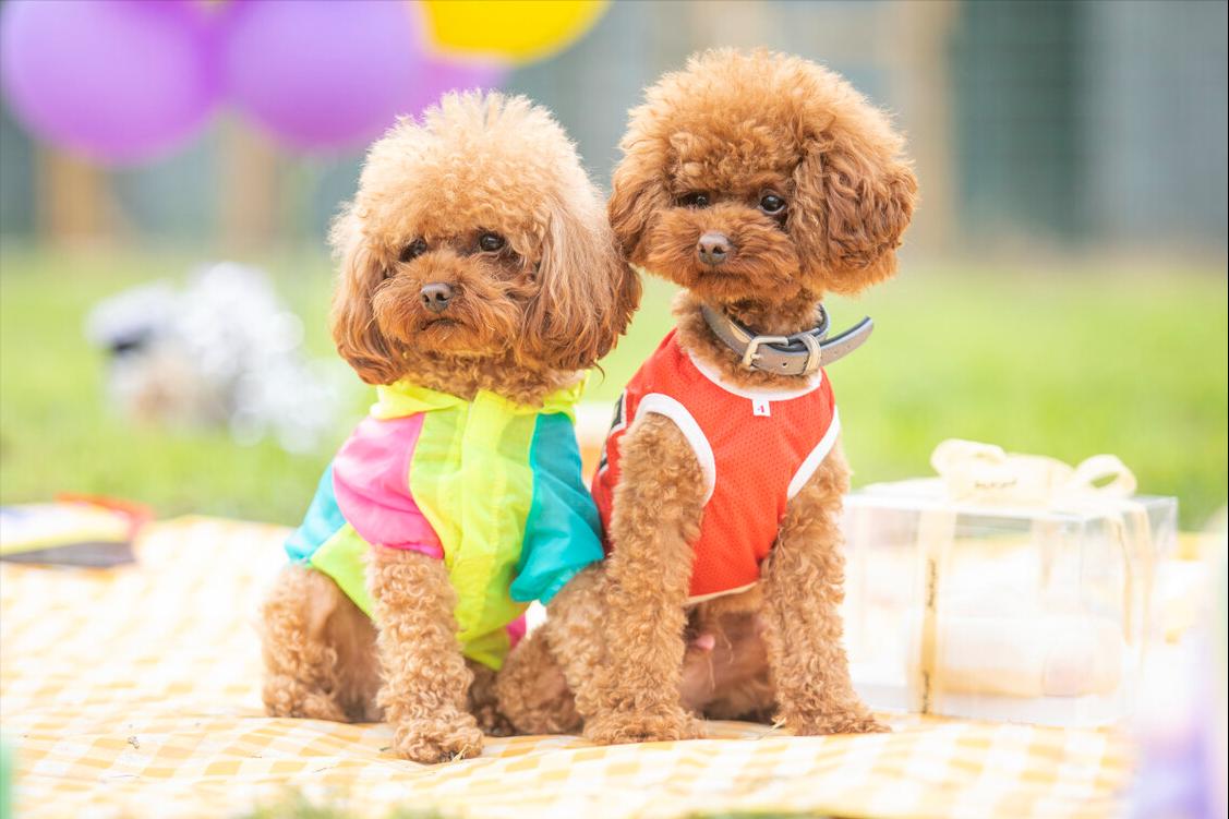 饲养小知识,养宠小知识狗狗篇之幼犬妙招