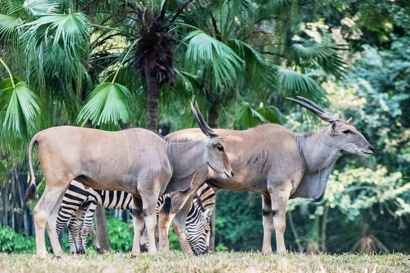 玩转广州长隆野生动物世界之行,广州长隆动物世界游玩攻略图