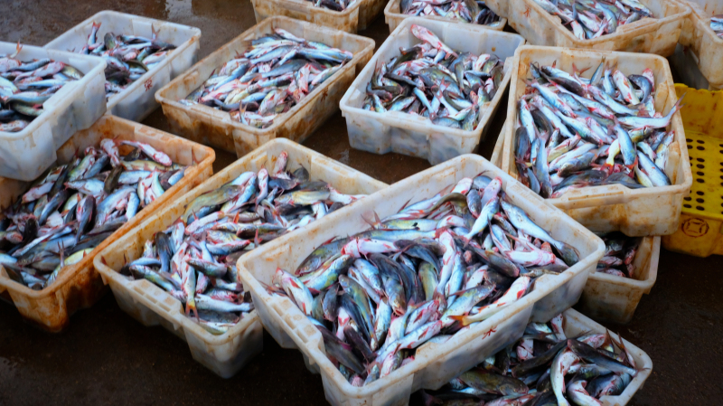 广东湛江景点及美食攻略,广东游记湛江市最美味的海鲜