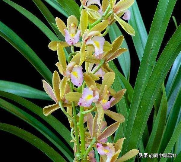 兰叶焦尖发黑是什么原因,兰花叶子焦尖是生病还是缺水判断