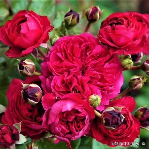 四季开花勤花月季,最好养最勤花的月季