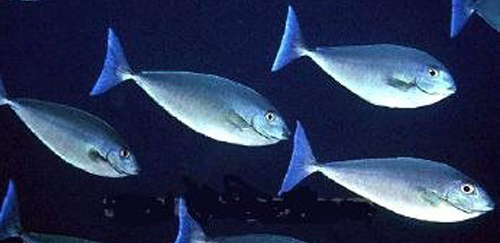 十大最好看的观赏鱼图片大全,十种最漂亮的观赏鱼图片