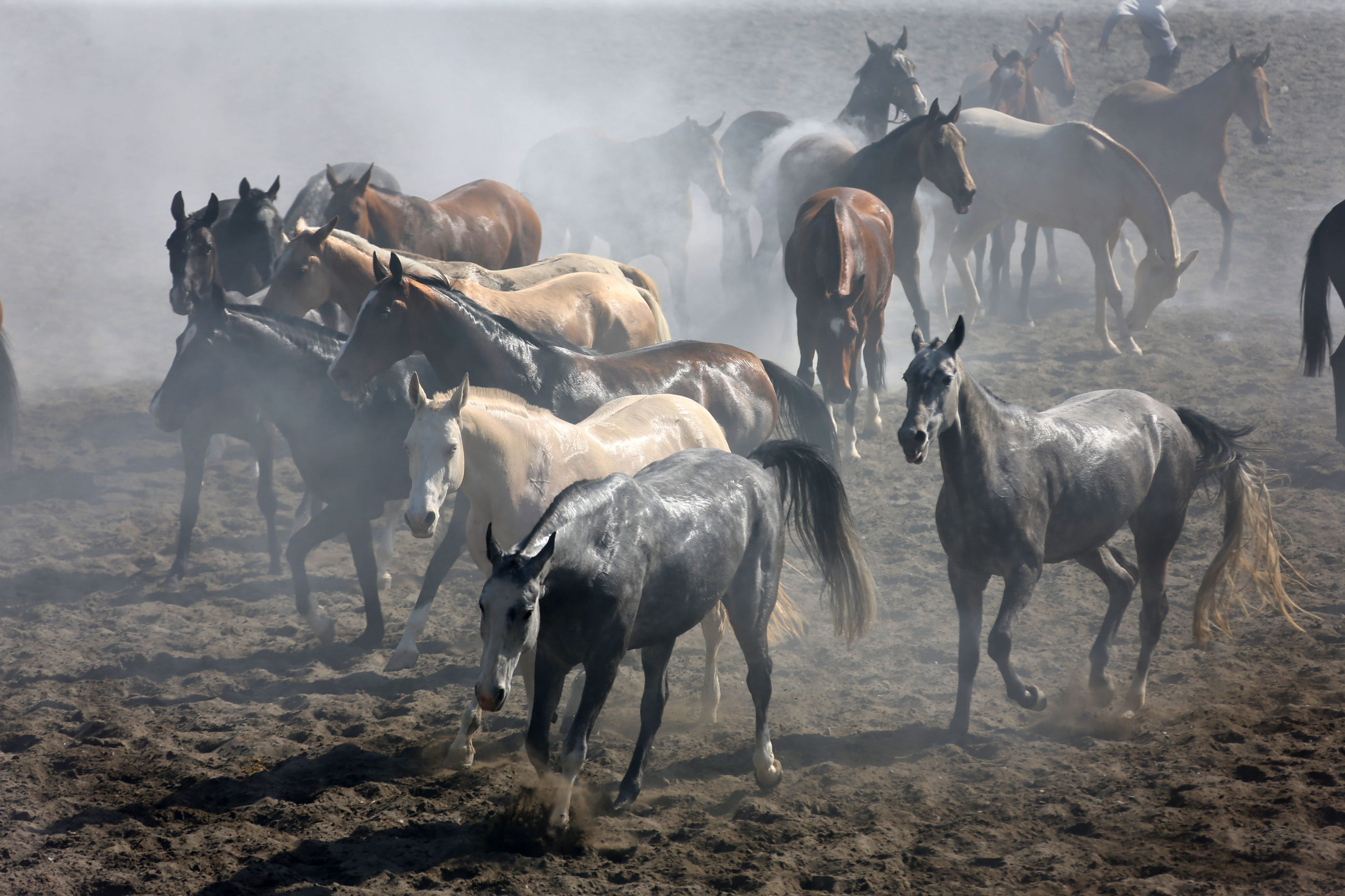 骏马训练方法视频,骏马的训练