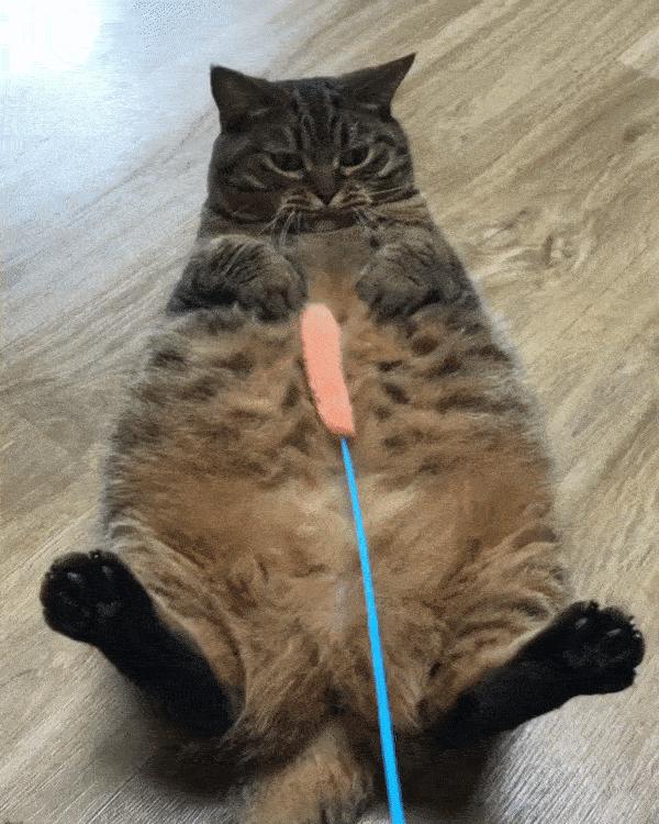 猫咪逗猫最好的方法,猫咪逗猫的正确方法