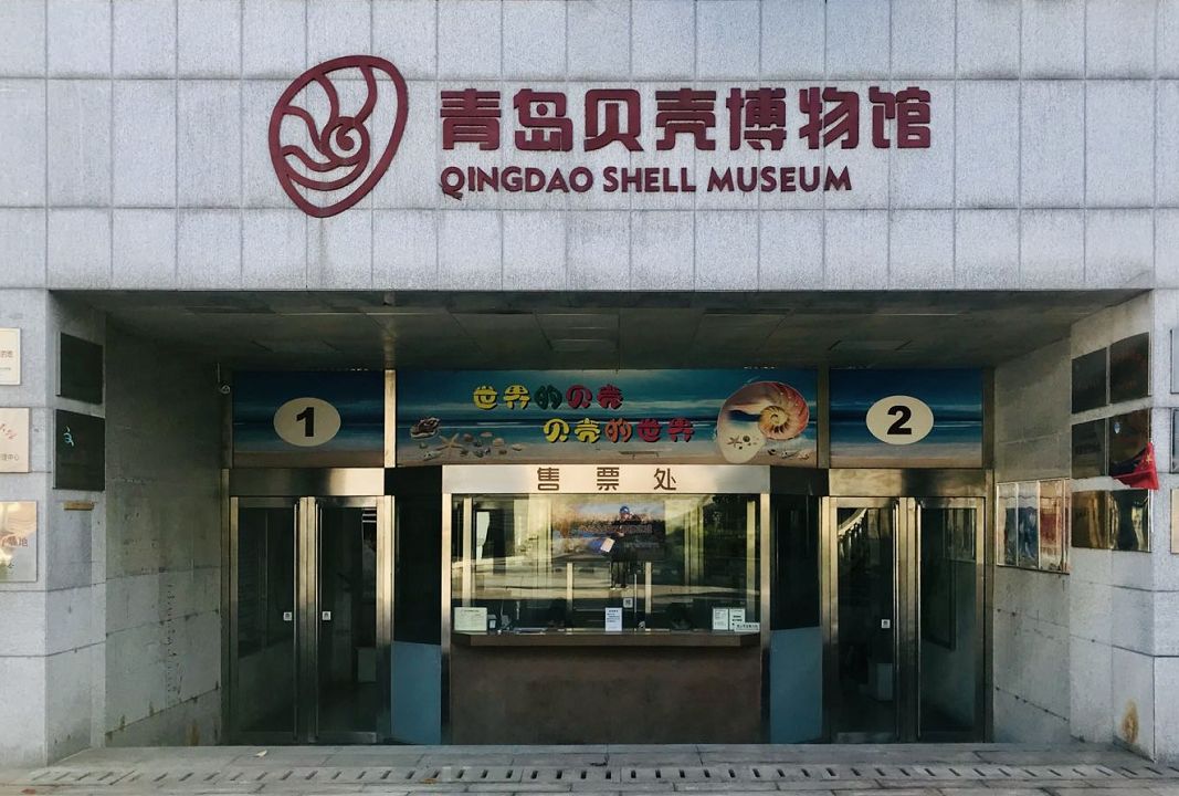 青岛海边的小海螺,青岛沿海的小海螺