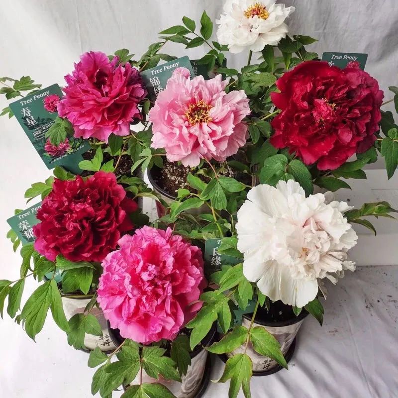 养花人最值得养的十二种花，一种花一种风华，你家养了几种？