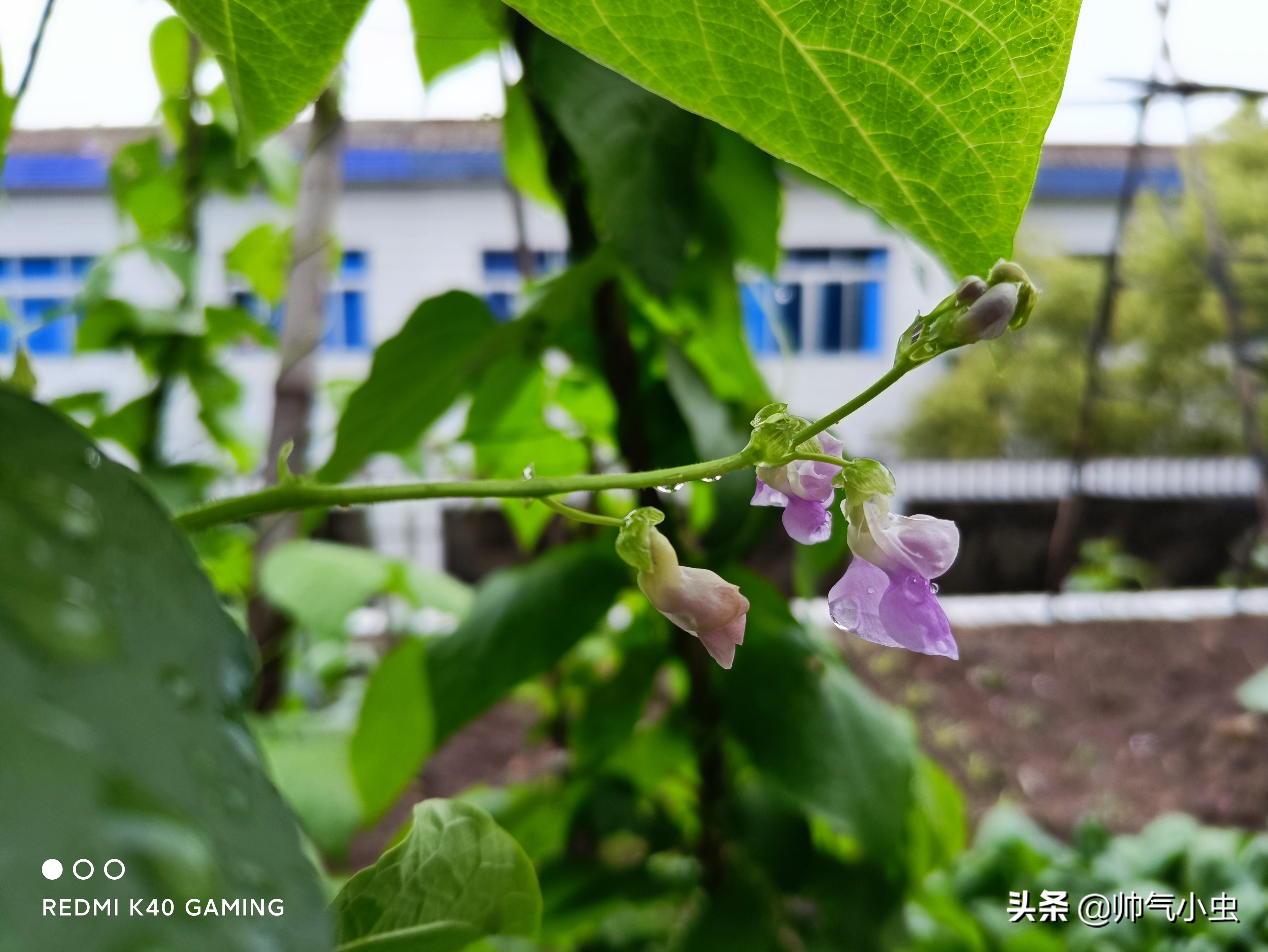 redmik40与redminote11pro,小米redmik40游戏版