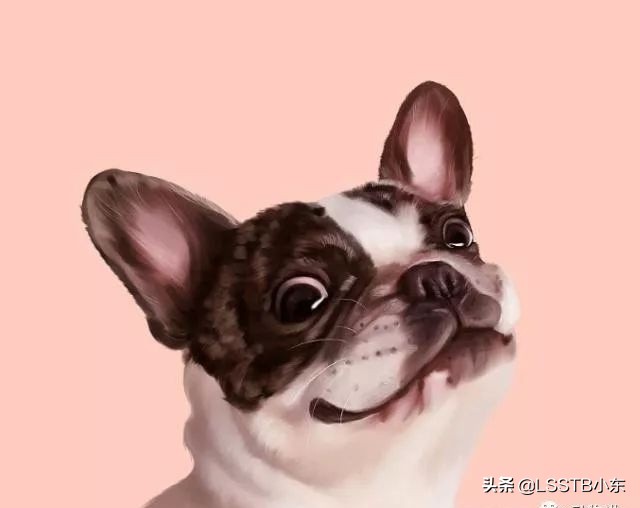 法国斗牛犬怎样才能不得病,斗牛犬掉毛严重怎么办