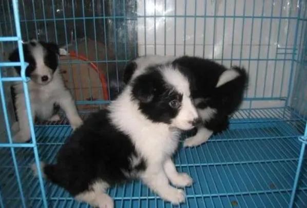 养狗买什么更划算,养狗买什么车最合适