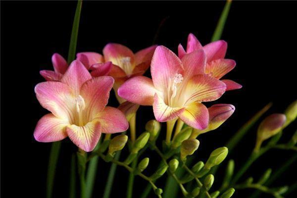 最名贵十种兰花有花苞,四季开花的兰花有哪几个品种