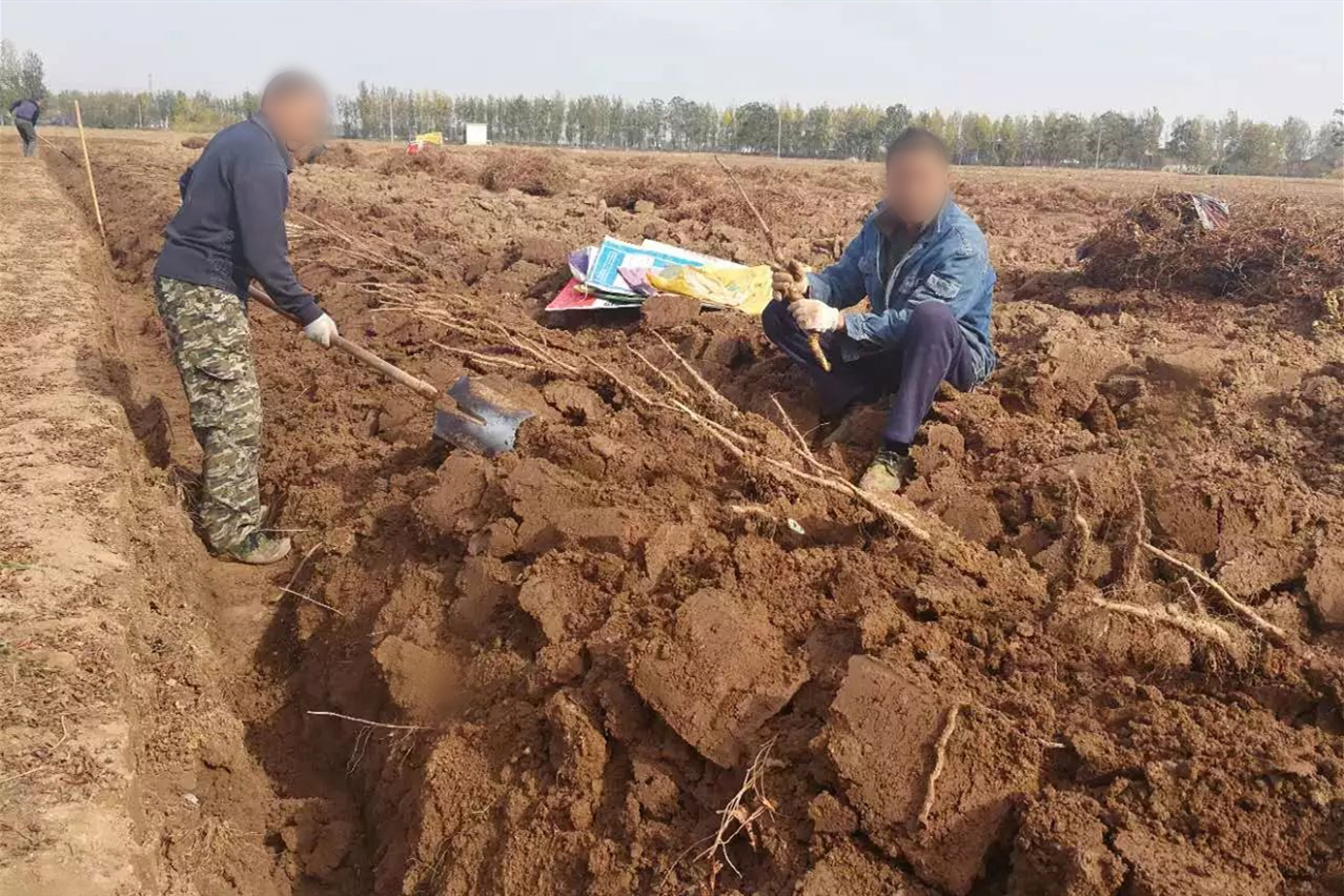 别迷恋铁棍山药了,你根本辨别不了,真懂这食材的人很少