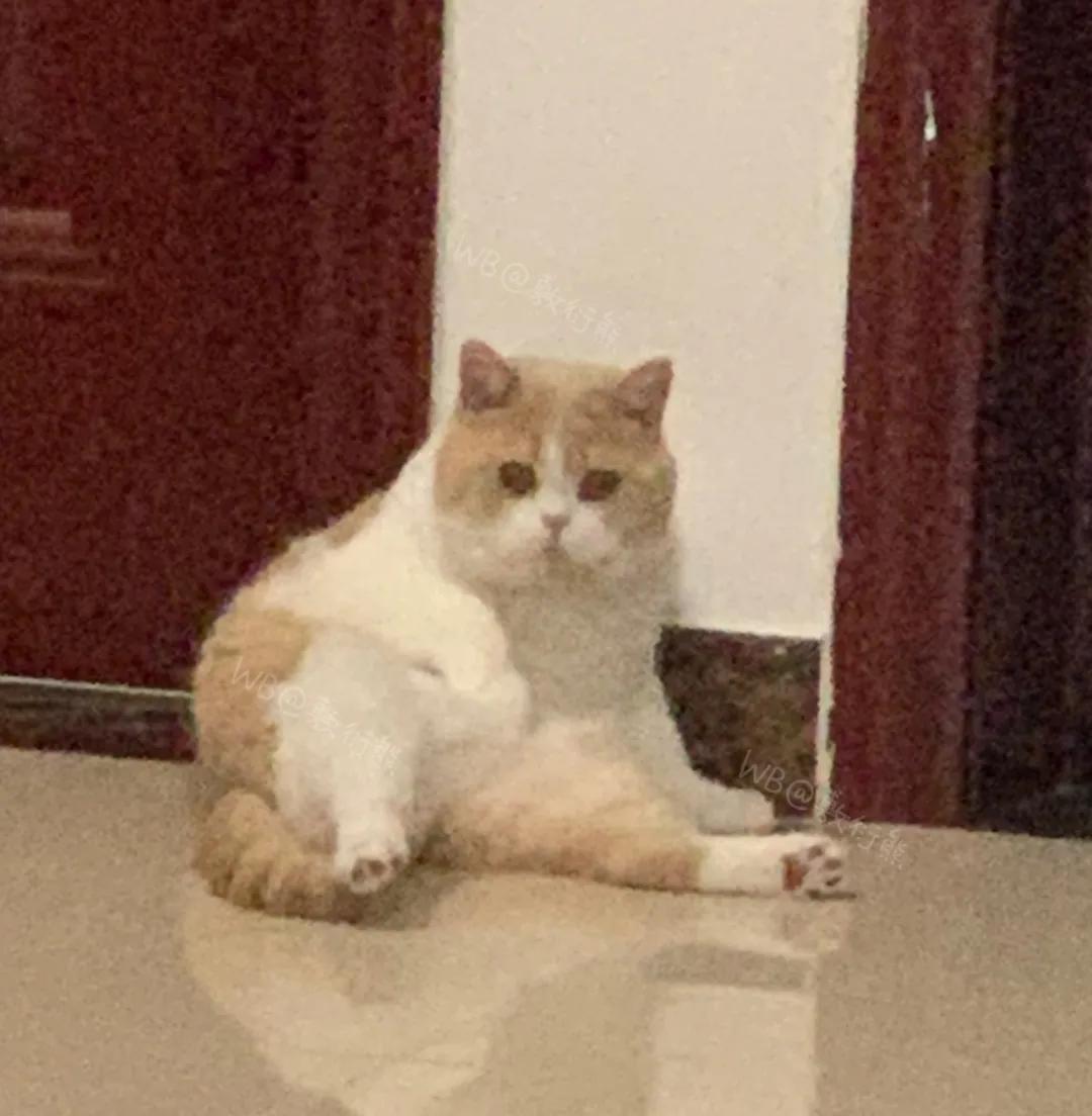 猫是只好猫，可被网友恶整后…哈哈哈没脸见人了