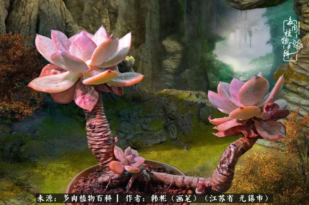 听音乐赏多肉,听音乐赏花赏美景