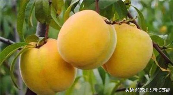 鲜嫩多汁的奉贤黄桃,苏州黄桃现在熟了吗