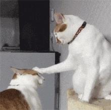 怎么消除猫咪对主人的恐惧,提高猫咪“社交能力”的方法