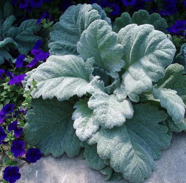 银白色的植物有哪些,草本类观赏植物