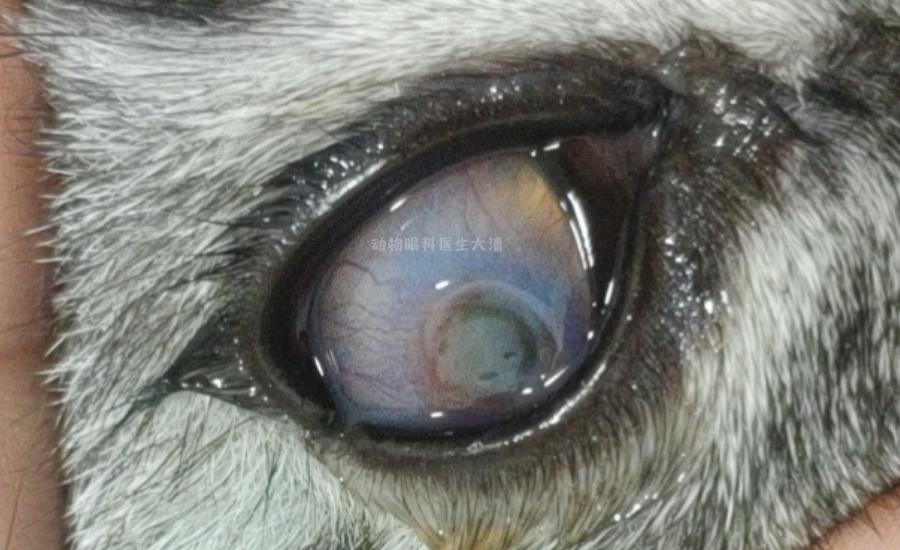 猫咪角膜溃疡，眼睛上圆形凹陷，滴药后痊愈