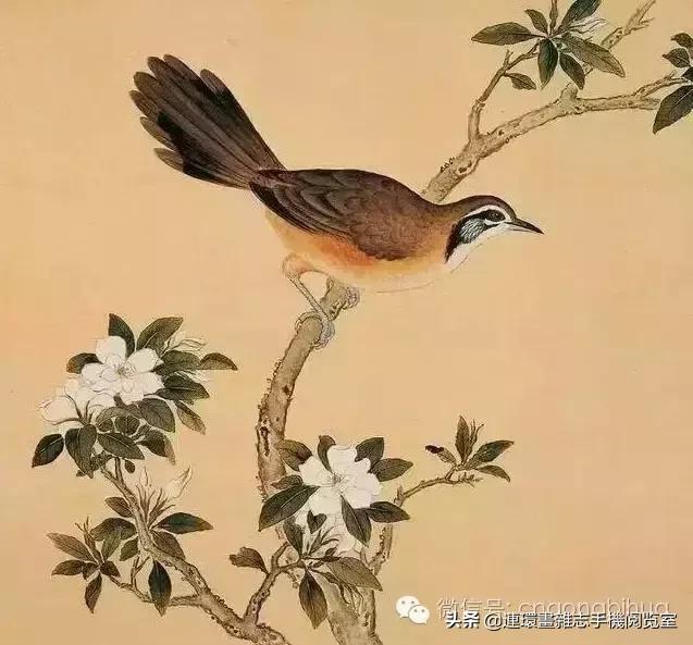 清宫鸟谱,清宫秘传鸟谱大全