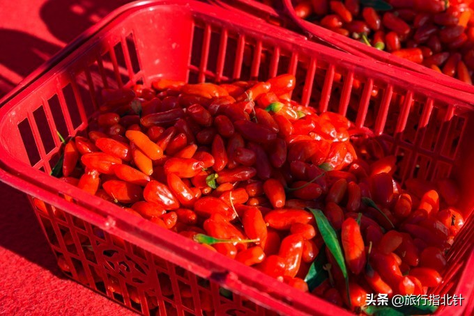 美丽青海，秋收的季节都兰红了，爆汁鲜甜的枸杞有小拇指大小