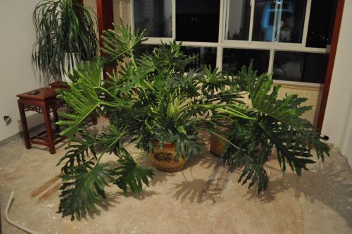 卫生间放什么花去异味最好,卫生间吸味花