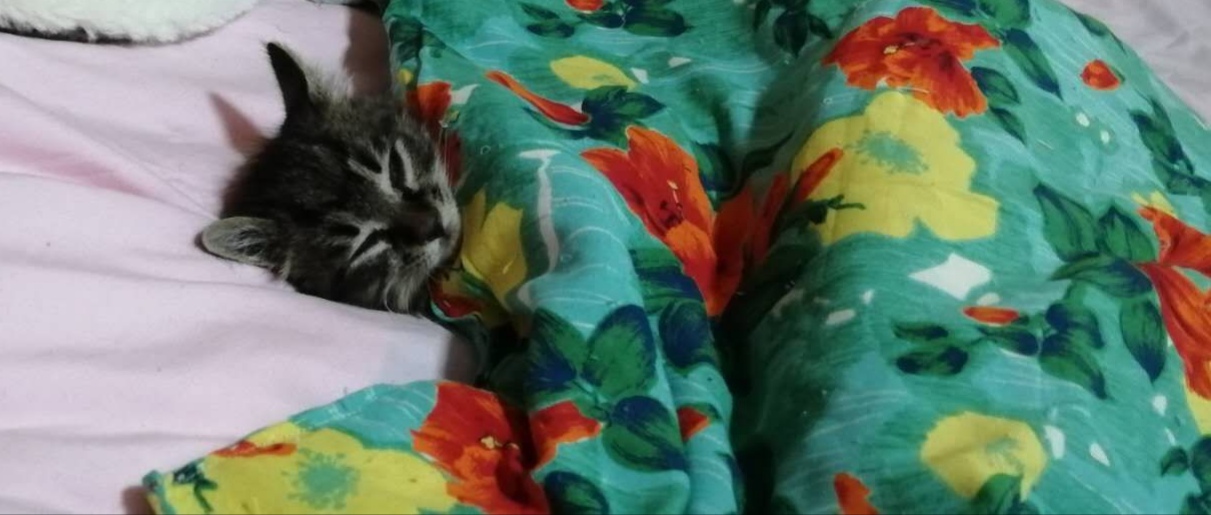 喵明明可以依靠卖萌与宠爱生活，却要用“好奇心”追求生活