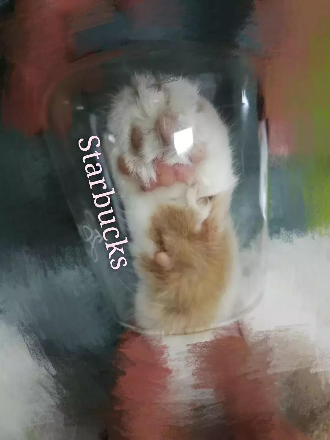 星巴克猫爪杯背后的故事,星巴克猫爪杯朋友圈照片