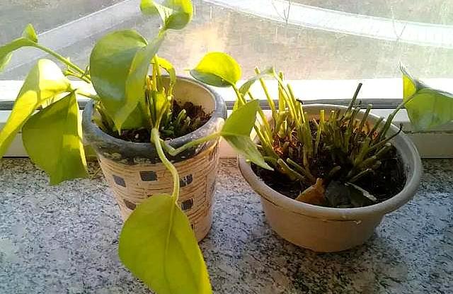 绿萝冻伤,绿萝被冻伤怎么补救