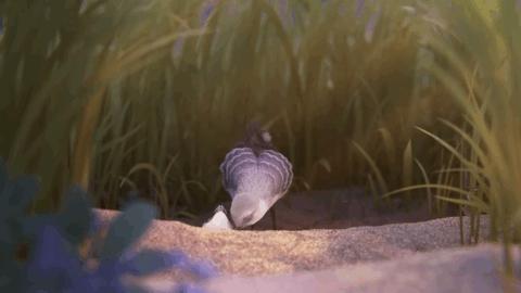 盘点8部奥斯卡动画短片,救命60秒电影