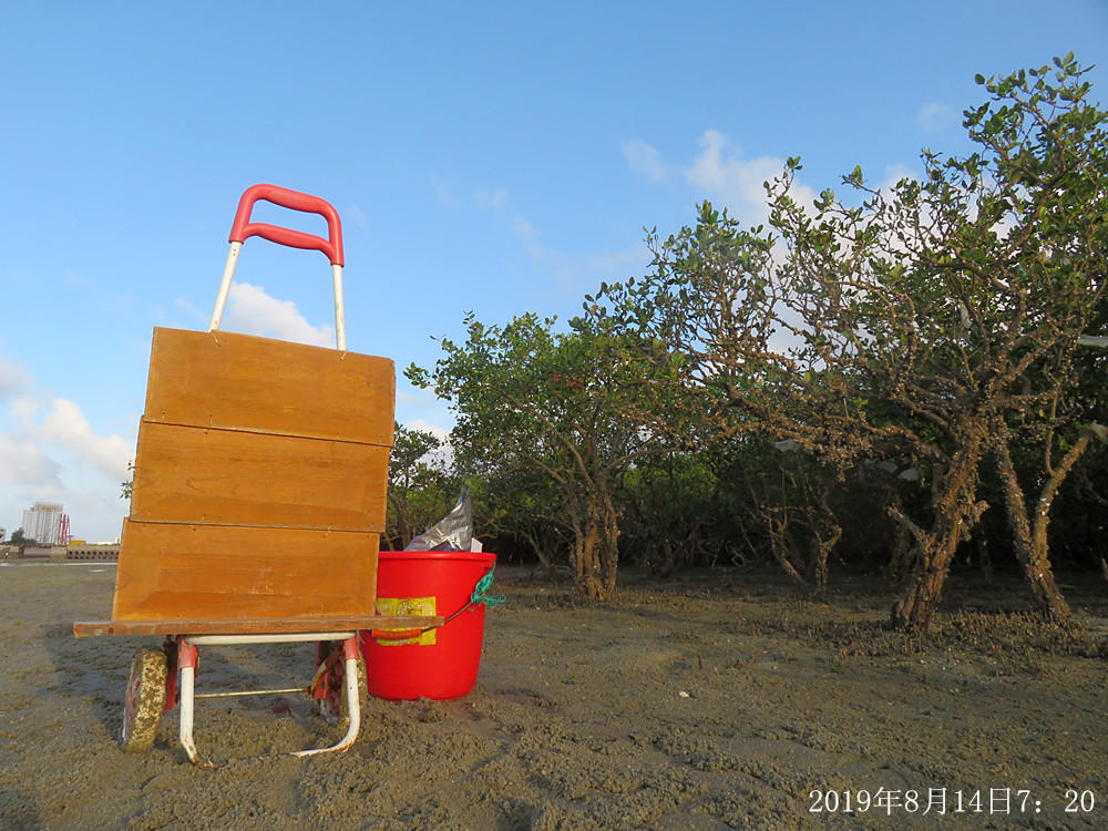 痛心!北海红树林不设防,任你踩任你挖