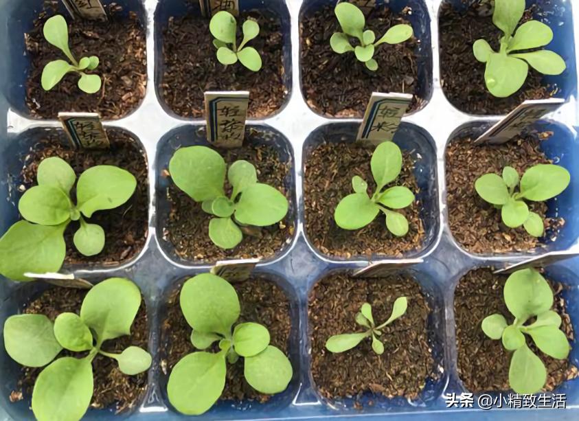 花草种子几月份播种最好,花草播种