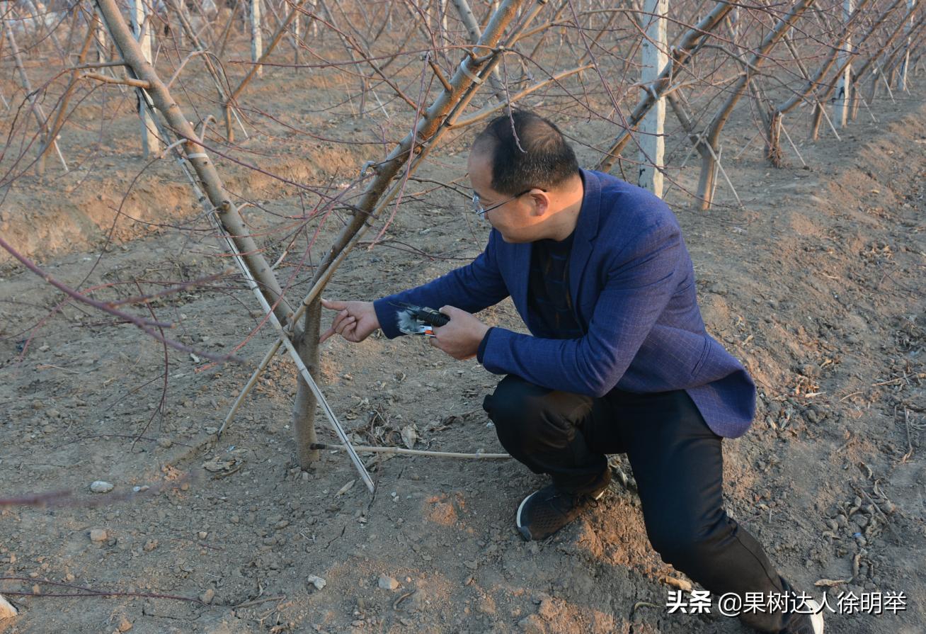 桃树流胶病最有效的防治方法,丁香菊酯能防治桃树流胶病吗