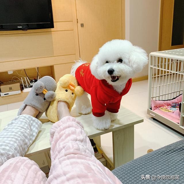 狗狗身上难闻气味大,狗狗身上狗腥味很重是为什么