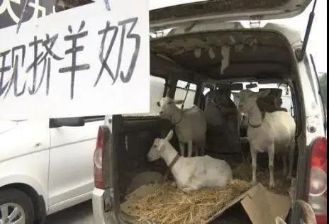 喝现挤羊奶得布病,现挤羊奶感染布病