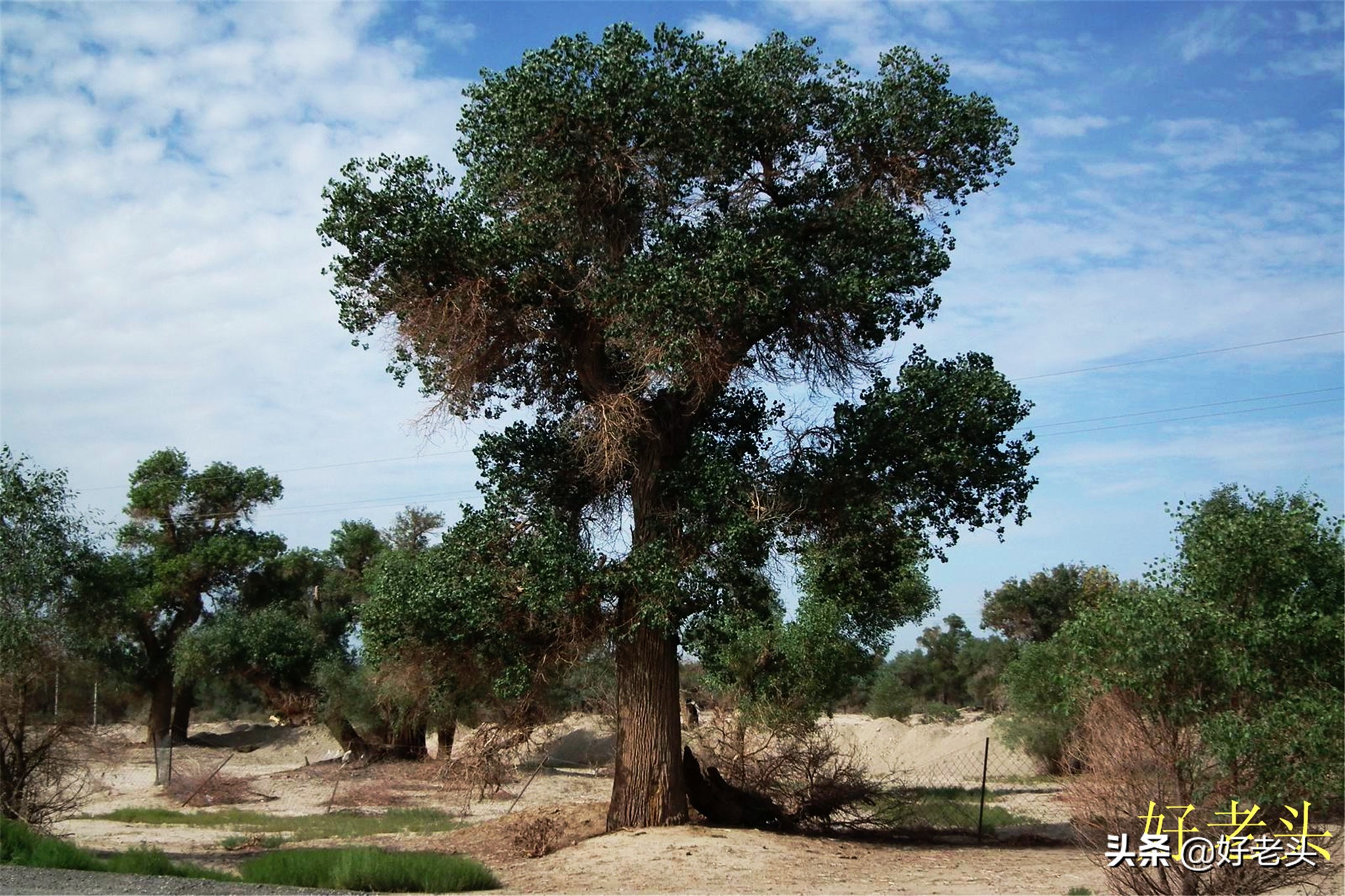 库尔勒轮台胡杨林风景区,胡杨林景区轮台