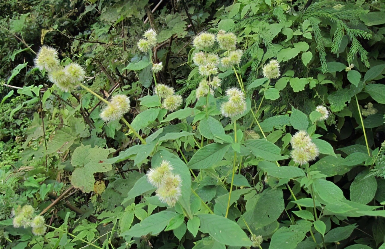 神农本草经中的药材图片,神农本草经高清彩图