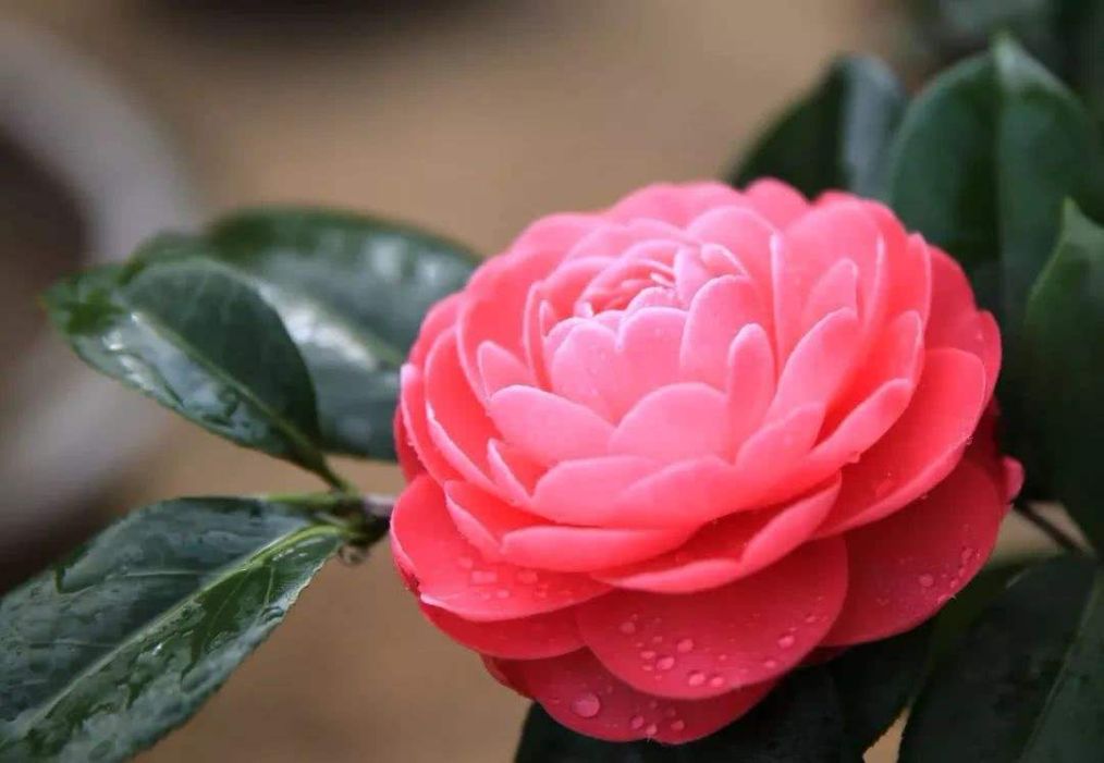 茶花花苞开放一半打不开怎么办,茶花好多花苞就是不开花怎么办