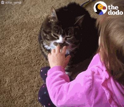 猫兄妹可爱视频,矮脚猫兄妹