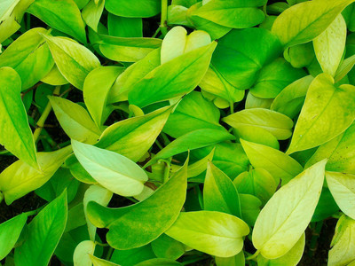 绿萝养殖小妙招能爆盆和爬满墙,绿萝的养殖方法和注意事项图片