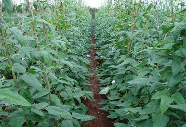 豆角上的青虫和钻心虫有什么区别,豆角里面有钻心虫是怎么回事