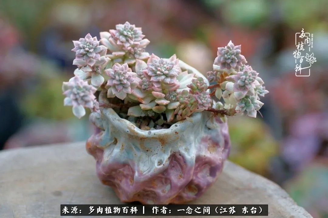 对多肉植物的爱心寄语,赏兰花感言