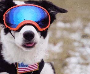 这9种狗狗最适合女人养了,最适合新手养的三种狗狗