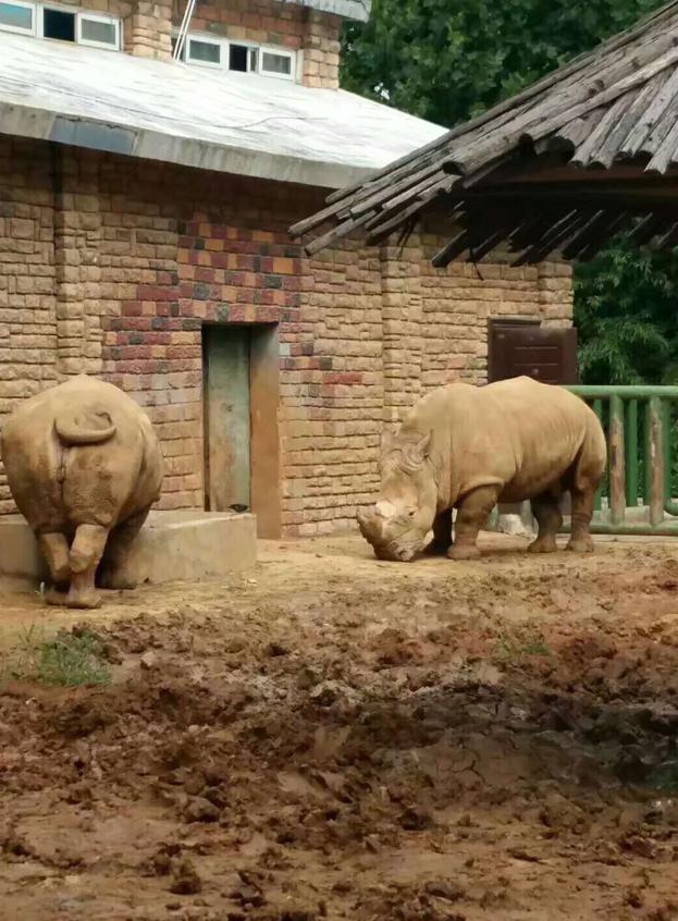 登封野生动物园什么时候建,登封动物园最新规划