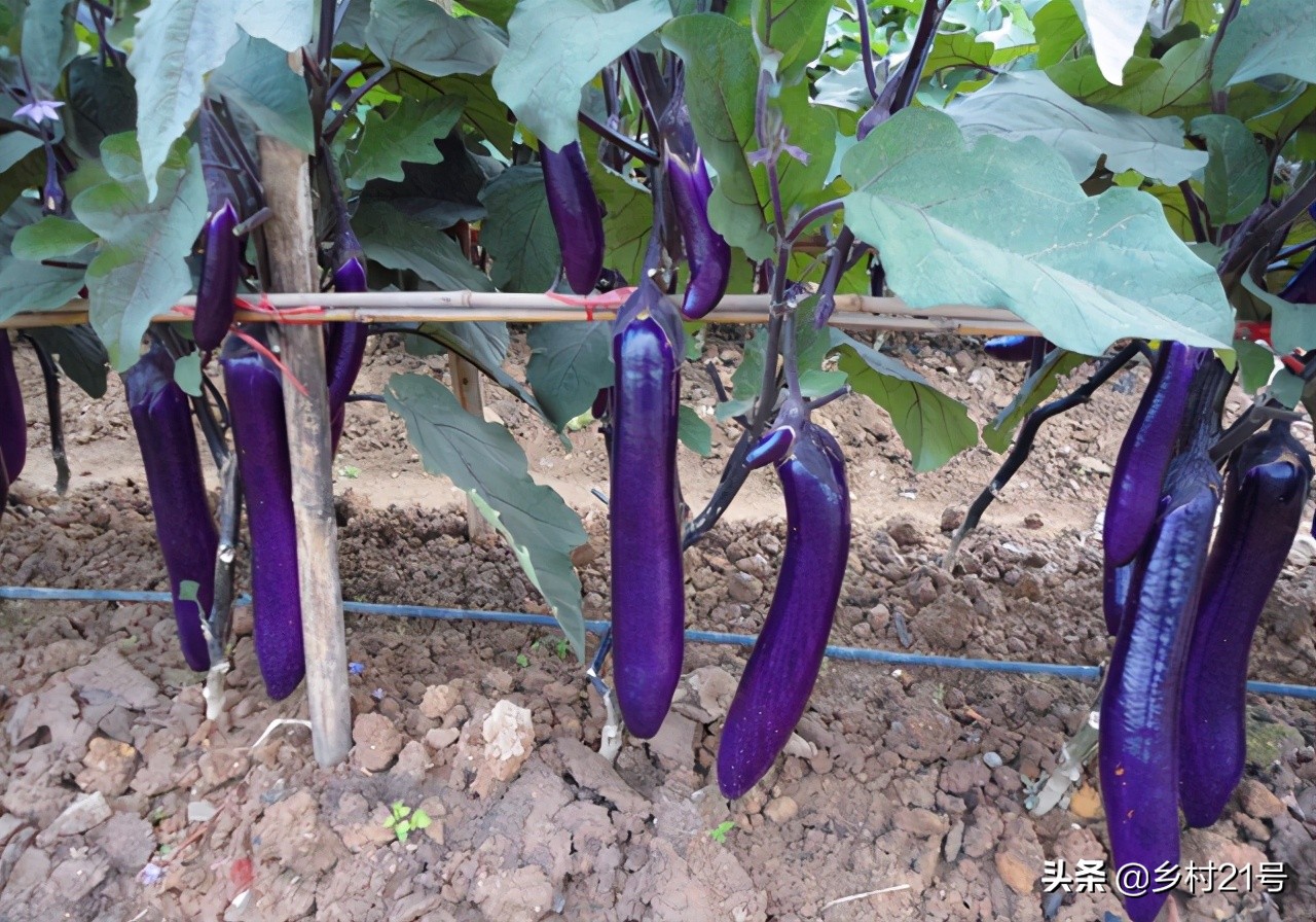 茄子徒长可以通过摘叶控制吗 (茄子徒长原因及防治措施)