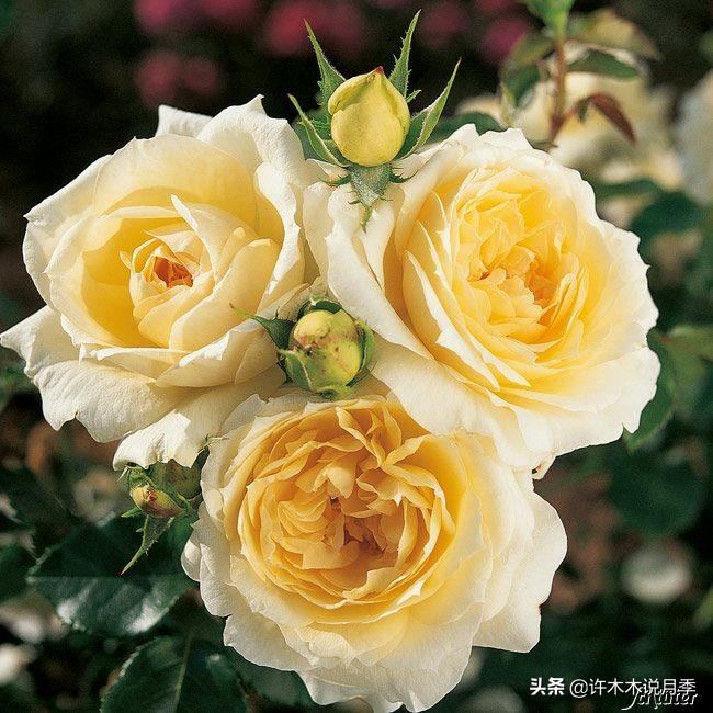 月季叶子枯萎怎么修剪,月季灰霉