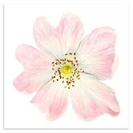 超写实绘画真实吗,超写实的植物绘画